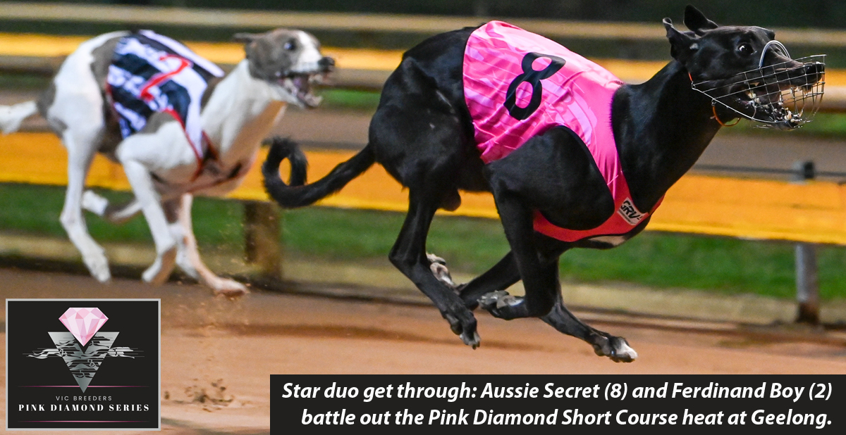 Greyhound Gems Secure Remaining Spots In Pink Diamond Finals