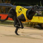 Heidi was a convincing winner of the Cranbourne Track Star Final in 17.59sec for Christine Haigh.