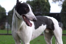 Boom sprinter Koblenz makes it a perfect 10