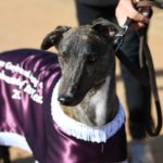 Kraken Tex in his Horsham Greyhound of the Year presentation rug.