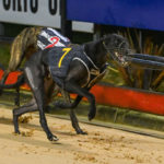 The Jeff Britton-trained Blazer Glory (7) wins the GRV Vic Bred Maiden Final over Bell Burner (2) and Ring A Ranger.