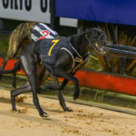 The Jeff Britton-trained Blazer Glory (7) wins the GRV Vic Bred Maiden Final over Bell Burner (2) and Ring A Ranger.