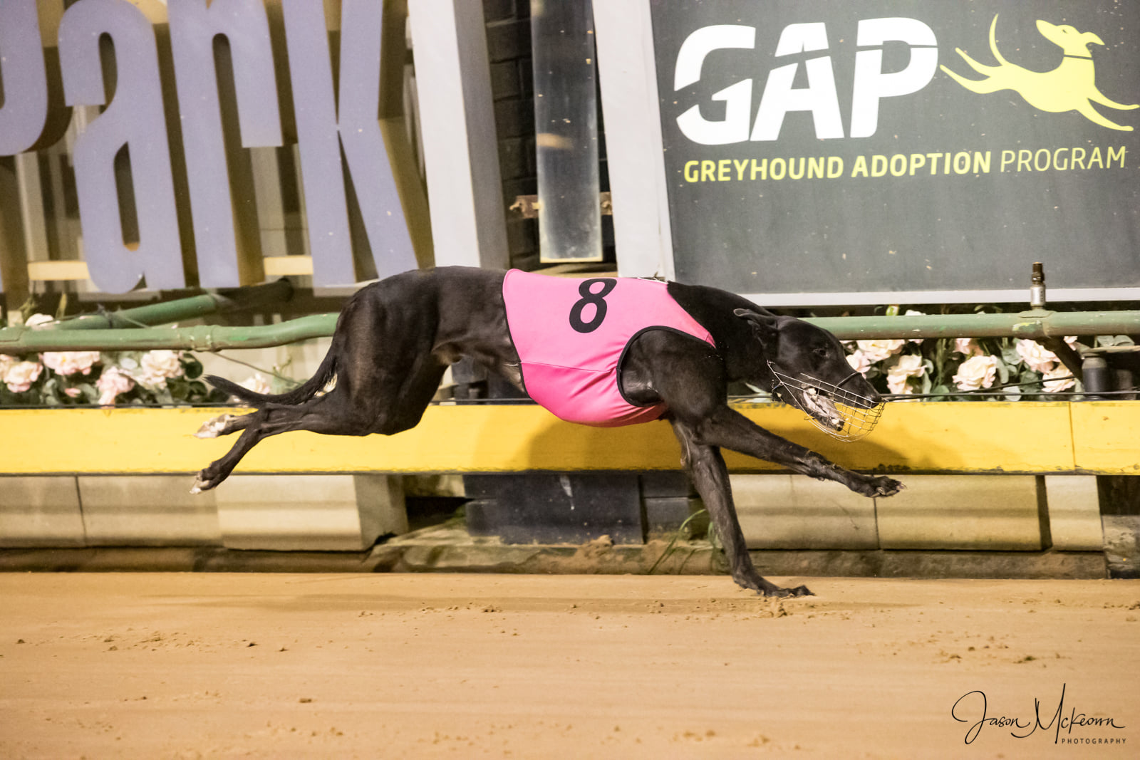 Drako Bale - Sandown
