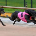 Hill Top Jonah (David Geall) defeats Blackpool Flash in the Emmett Dunne Plate.