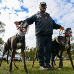 Murray Collyer, father of Steve and Kristie, with a team of greyhounds on Waterloo Cup heat day.