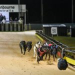 Shima Classic (pink rug) leads the field into the first turn of the Cranbourne Classic.