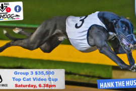 Daily Mail: Hank aiming to be the top dog
