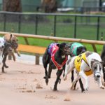 Ferdinand Boy (5) leads Hill Top Jonah (1), Aston Merit (2) and Tiggerlong Tonk (6) during the SEN Track Healesville Cup Final.