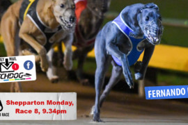Daily Mail: Fernando Bluey chasing four straight