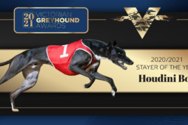 Victorian Stayer of the Year – Houdini Boy