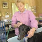 Karen Leek bathing one of her race dogs.