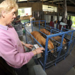 Karen Leek exercising greyhounds on a walking machine.