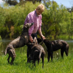 Karen Leek with a litter of greyhound pups at her Devon Meadows property