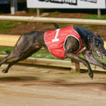 Shima Shine takes out out the inaugural Pink Diamond Champion sprinter at Bendigo.