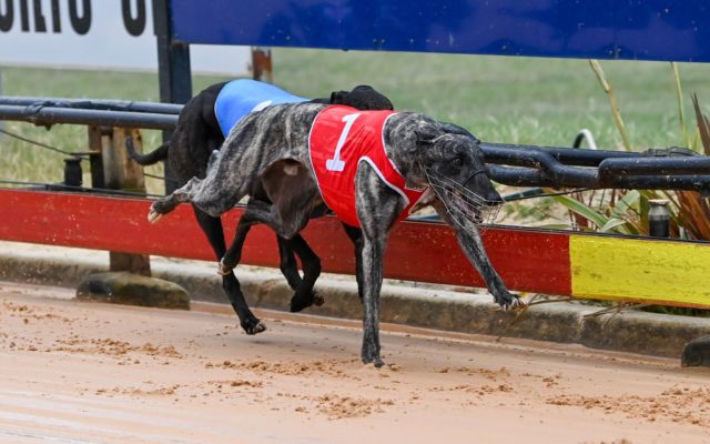 Aston Shine (1) hangs on over the fast-finishing Lucky Lance (4) in 29.89sec.