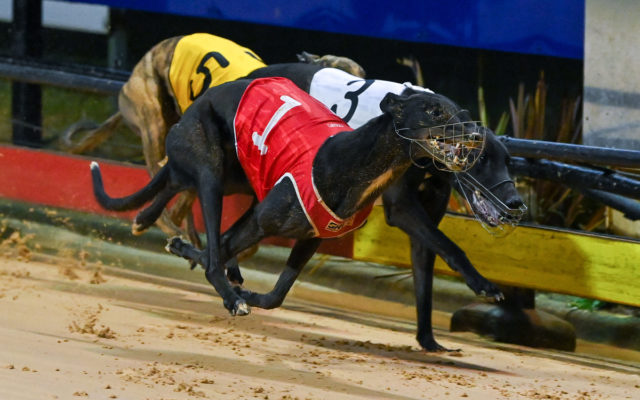 Bella Mia Rocks (1) hangs on to defeat Descent (3) in the GRV Vic Bred Mixed Stake Final.