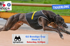Daily Mail: Eight ‘tonka’ tough Bendigo Cup heats