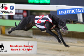 Daily Mail: Raven to stay fantastic at Sandown Park