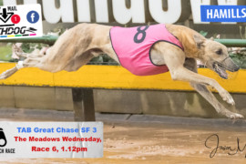 Daily Mail: TAB Great Chase continues at The Meadows