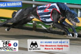 Daily Mail: Quality Cup heats at The Meadows