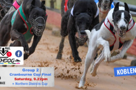 Daily Mail: Cranbourne Cup & Northern Districts Cup tonight!