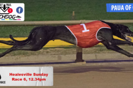 Daily Mail: Paua-ful chaser at Healesville