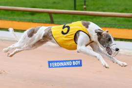 ‘King Ferdinand’ defending Ballarat Cup crown