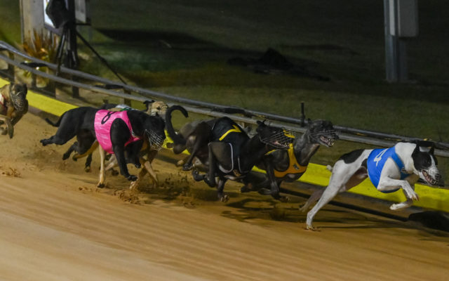 Koblenz (4) leads the Cranbourne Cup field on a merry dance.