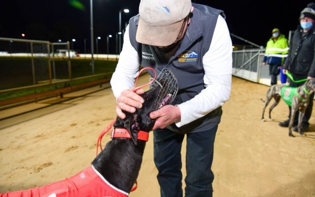 Paua Of Buddy reuintes with trainer Steve White after his Bendigo Cup win.