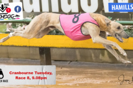 Daily Mail: Force with ‘Hamill’ at Cranbourne