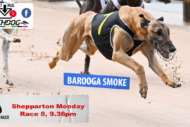 Daily Mail: ‘Barooga’ to smoke rivals at Shepparton