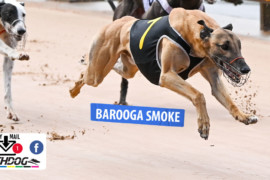 Daily Mail: ‘Barooga’ to smoke rivals at The Meadows?