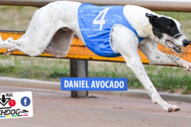 Daily Mail: Will ‘Avo’ smash rivals at Warragul?