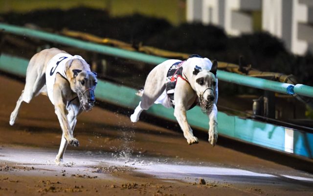 Lakeview Walter (2) overpowers Barooga Smoke (3) in the RSN Silver Bullet.