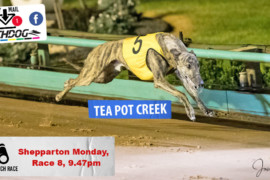 Daily Mail: Will ‘Tea Pot’ be stout at Shepparton?