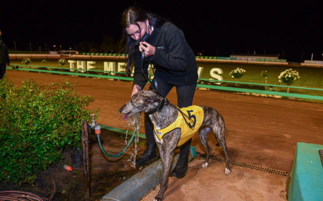 Trainer Samantha Grenfell gives Knicks Bale a well-earned post-race drink.