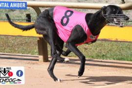 Daily Mail: ‘Amber’ raring to go at Shepparton