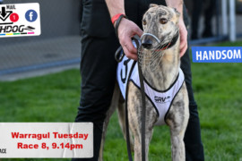 Daily Mail: Can ‘Jack’ bounce back at Warragul?