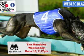 Daily Mail: ‘Weblec’ blazing to victory at The Meadows?