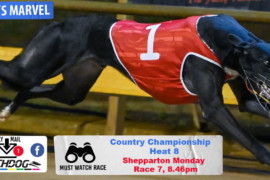 Daily Mail: ‘Paddy’ set to marvel at Shepparton