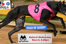 Daily Mail: Paua-ful chaser at Ballarat