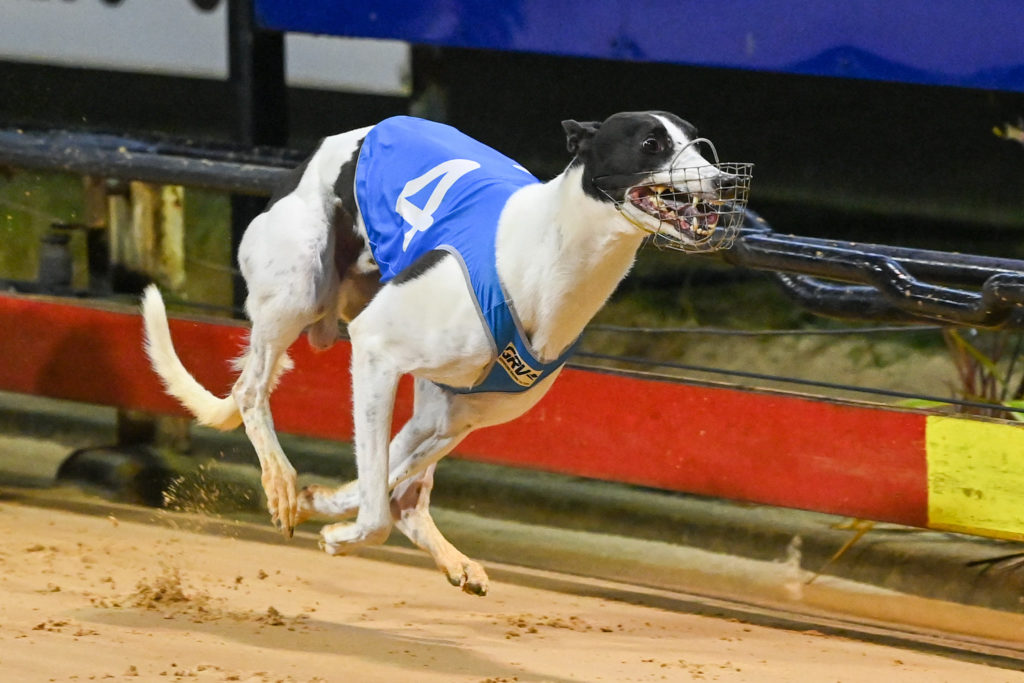 Koblenz - Cranbourne Cup