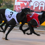 Typhoon Sammy and Paua Of Buddy in the Cup Night Match Race.