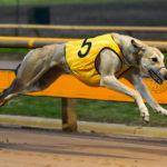 Collinda Lady broke the 680m track record early in the night running 38.687sec.