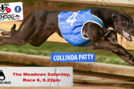Daily Mail: ‘Patty’ set to thrill at The Meadows