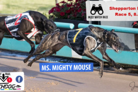 Daily Mail: Will ‘Mouse’ be mighty at Shepparton?