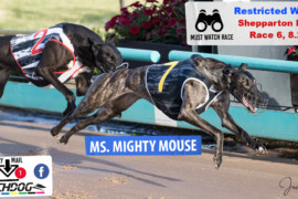Daily Mail: ‘Mouse’ looking mighty at Shepparton