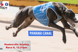 Daily Mail: ‘Panama’ to be superior at Healesville
