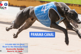 Daily Mail: ‘Panama’ to streak away at Healesville?