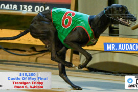 Daily Mail: ‘Audacious’ chaser at Traralgon